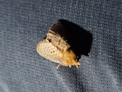 Doratifera quadriguttata