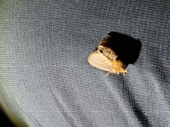 Doratifera quadriguttata