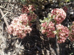 Helichrysum spiralepis