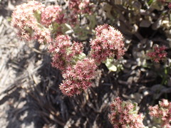 Helichrysum spiralepis