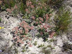 Helichrysum spiralepis