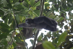 Ateles fusciceps fusciceps