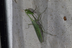 Macromantis nicaraguae