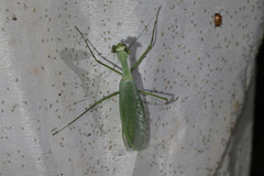 Macromantis nicaraguae