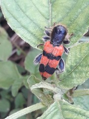 Trichodes crabroniformis