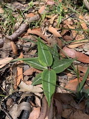 Clematis glycinoides