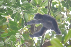 Ateles fusciceps fusciceps