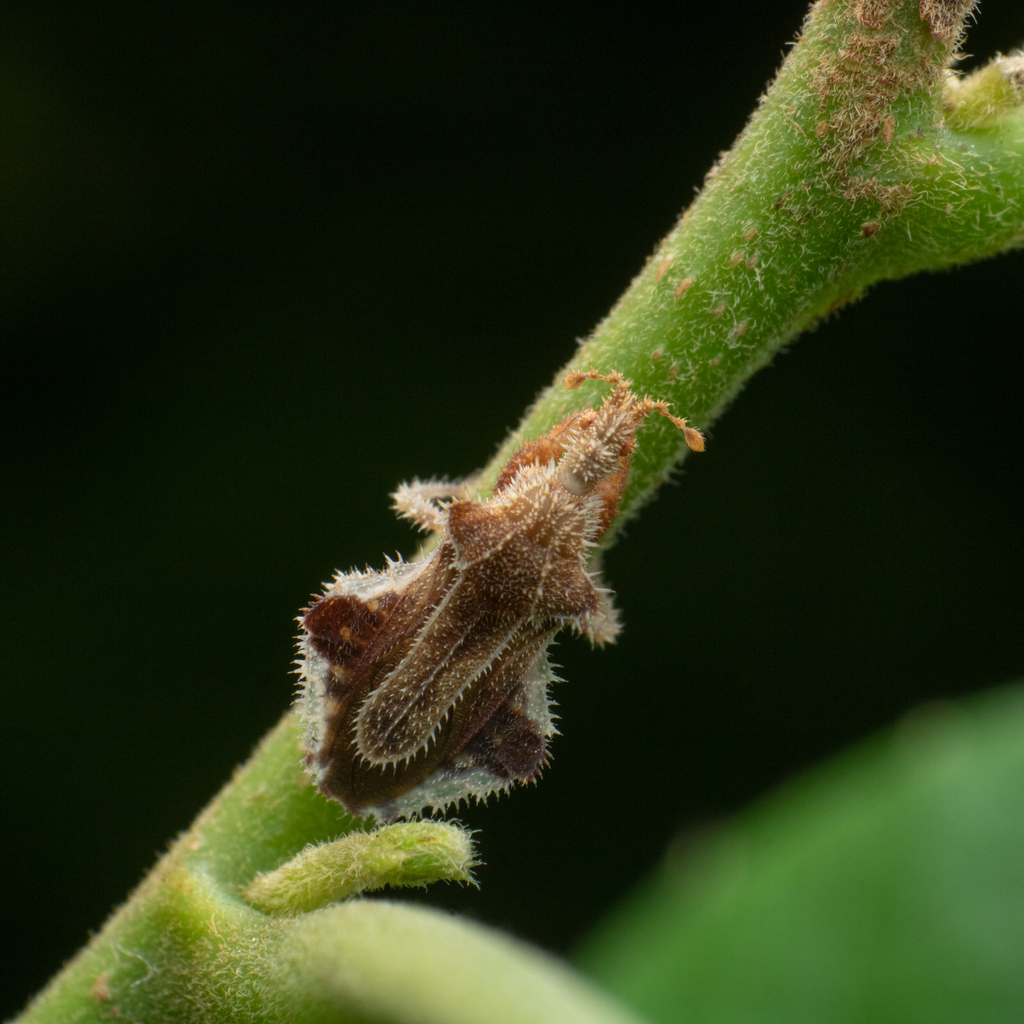Carcinocoris