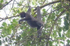 Ateles fusciceps fusciceps