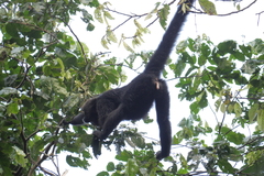 Ateles fusciceps fusciceps