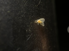 Saccharodite chrysonoe