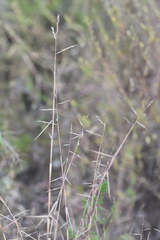 Cleistogenes