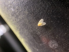 Saccharodite chrysonoe