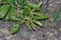Magnoliopsida