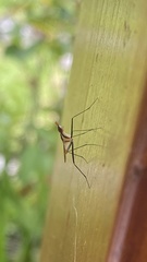 Neriidae