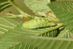 Satyrium w-album