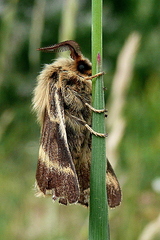 Malacosoma alpicolum