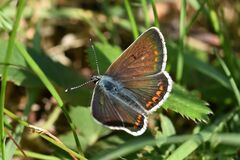 Aricia agestis