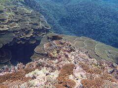 Cheilinus trilobatus