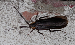 Blattinae