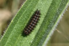 Melitaea aurelia