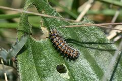 Melitaea didyma