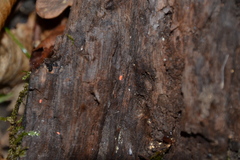 Bilobella braunerae