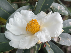 Theaceae