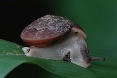 Quantula striata