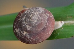 Quantula striata