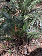 Macrozamia communis