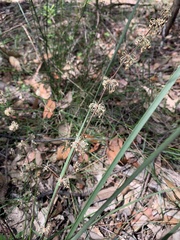 Lomandra multiflora