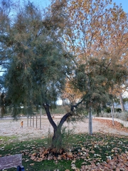 Cupressus arizonica