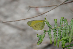 Eurema smilax