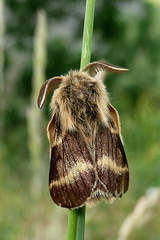 Malacosoma alpicolum