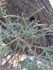 Cupressus arizonica