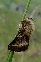 Malacosoma alpicolum