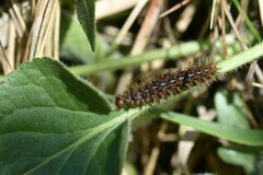 Argynnis adippe