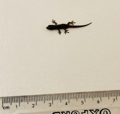 Lygodactylus
