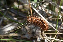 Argynnis adippe