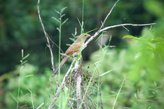 Centropus bengalensis