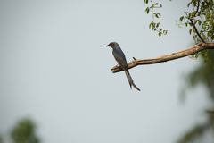 Dicrurus leucophaeus mouhoti