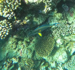 Acanthurus sohal