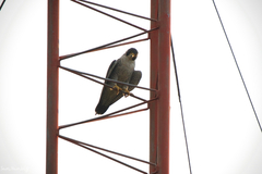 Falco peregrinus