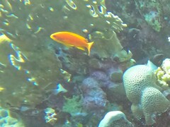 Pseudanthias squamipinnis