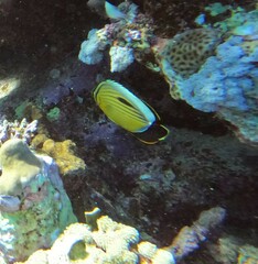 Chaetodon austriacus