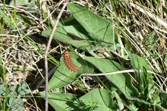 Argynnis adippe