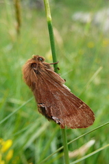 Malacosoma alpicolum