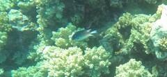 Amblyglyphidodon indicus