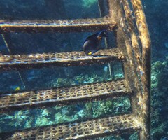 Acanthurus sohal